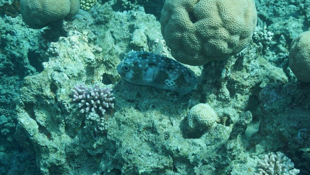 Bait Alaqaba Dive Center & Resort Bagian luar foto