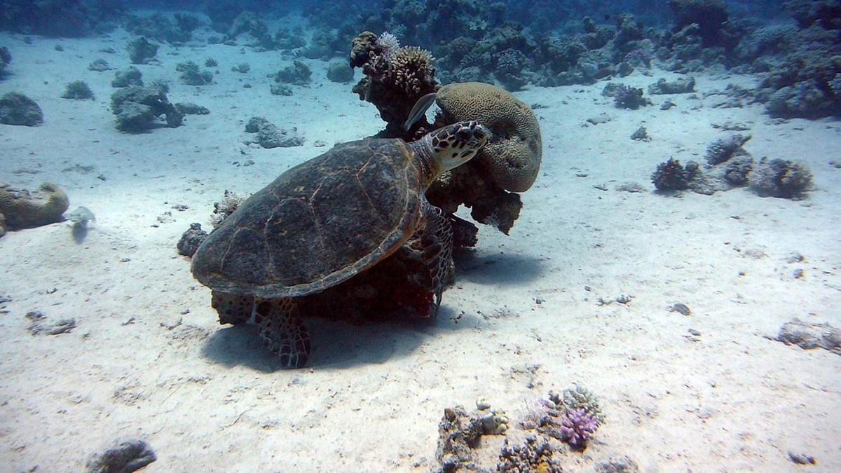 Bait Alaqaba Dive Center & Resort Bagian luar foto