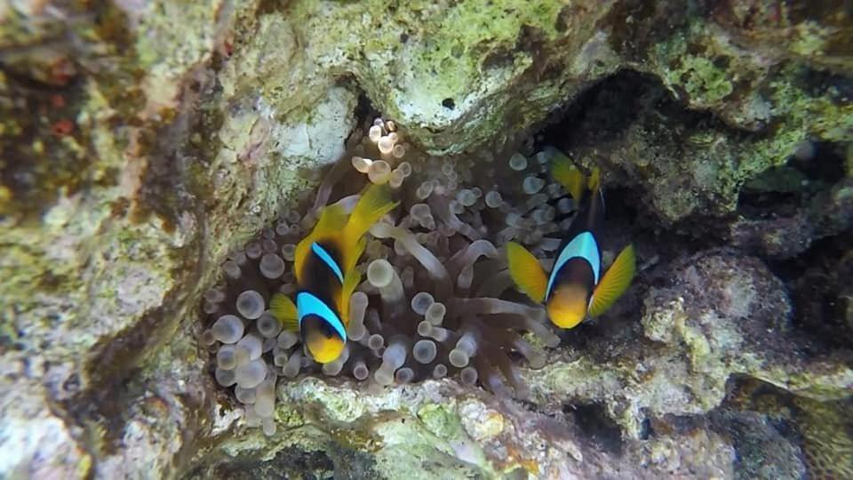 Bait Alaqaba Dive Center & Resort Bagian luar foto