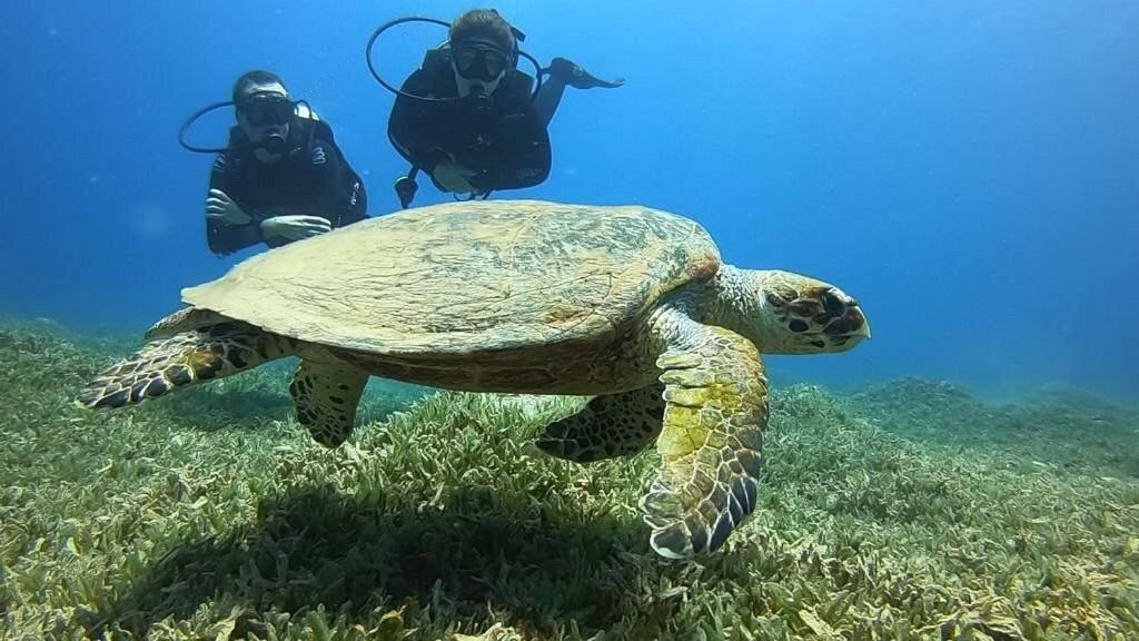 Bait Alaqaba Dive Center & Resort Bagian luar foto