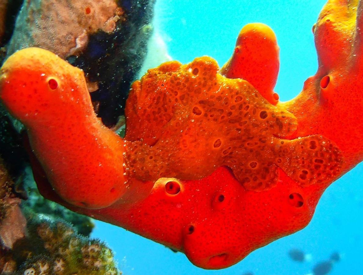 Bait Alaqaba Dive Center & Resort Bagian luar foto